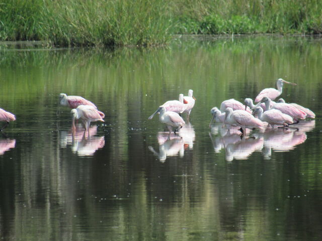 Roseate Spoonbill