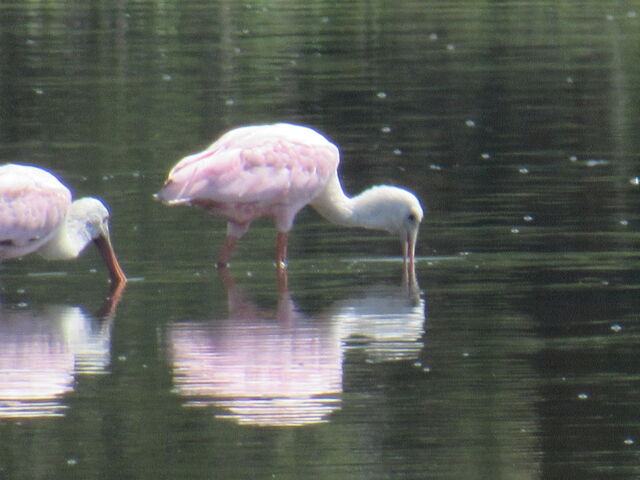 Roseate Spoonbill