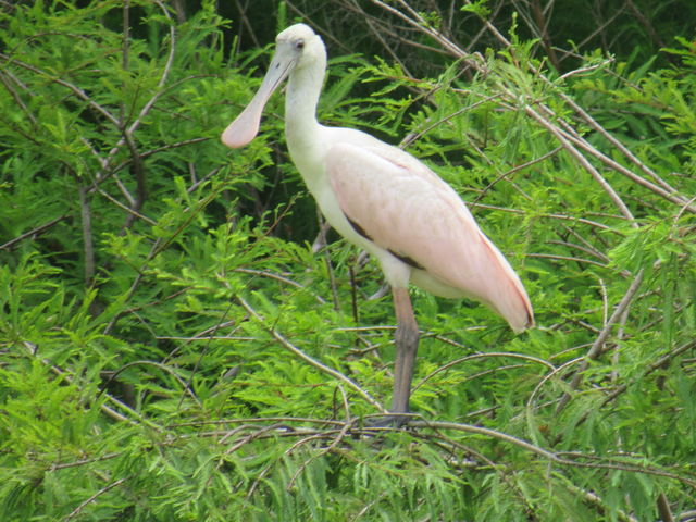 Roseate Spoonbill