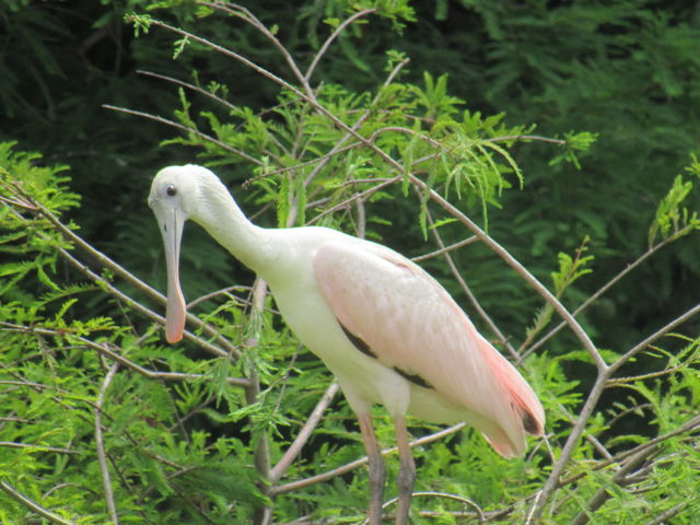 Roseate Spoonbill