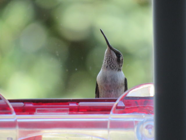 Ruby-throated Hummingbird