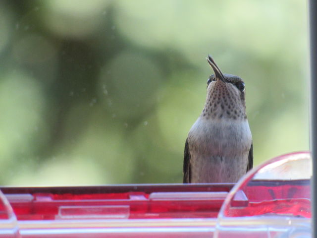 Ruby-throated Hummingbird