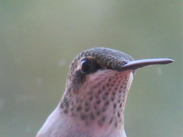 Ruby-throated Hummingbird