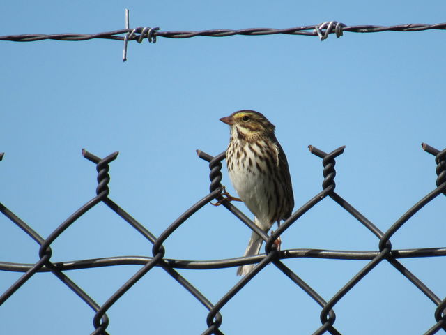 Savannah Sparrow