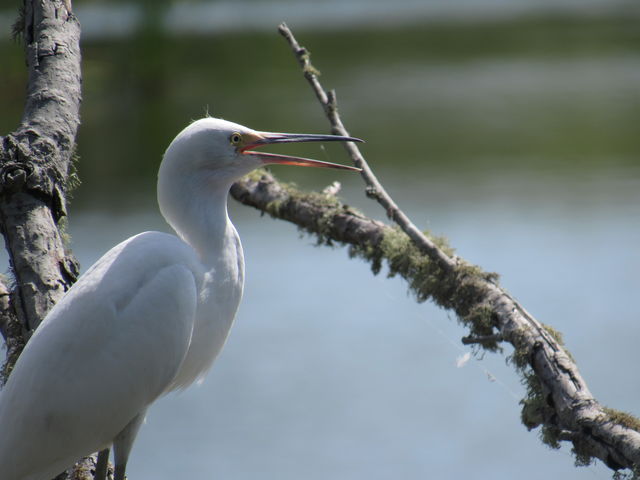 Snowy Egret