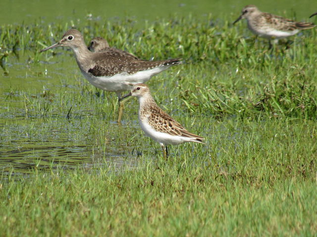 Solitary Sandpiper