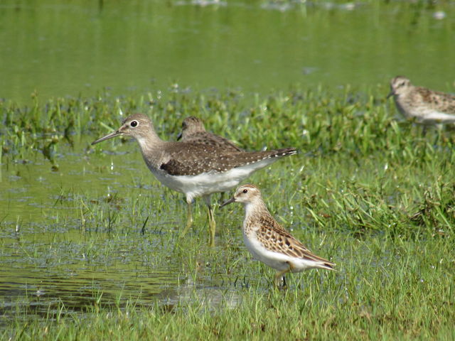 Solitary Sandpiper