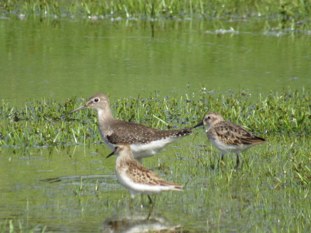 Solitary Sandpiper