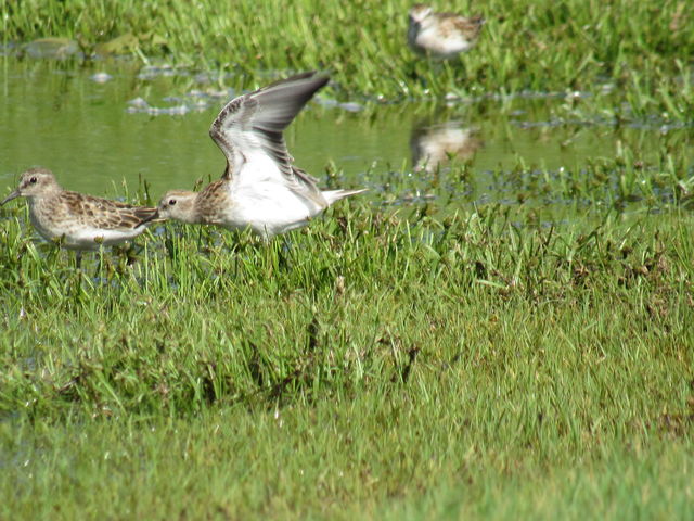 Solitary Sandpiper