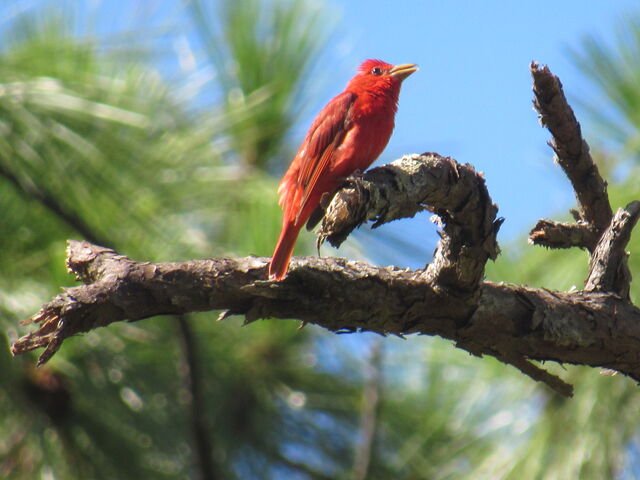 Summer Tanager