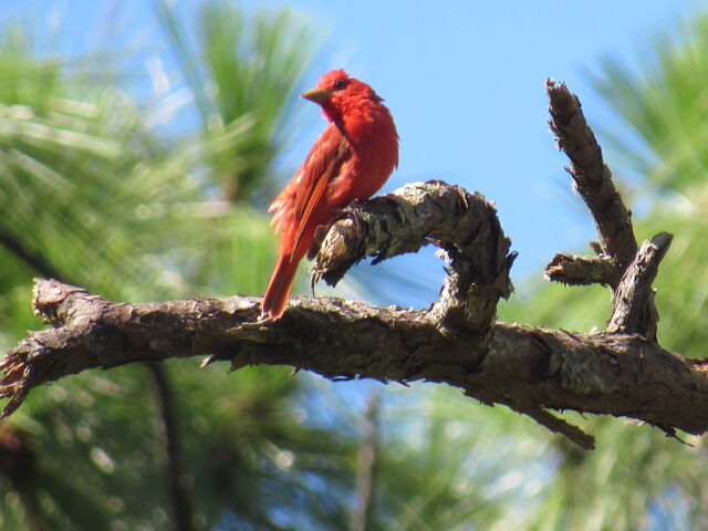 Summer Tanager