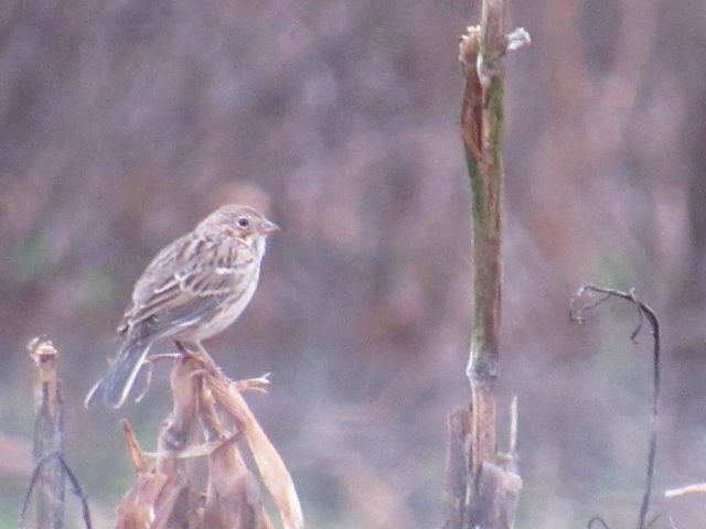 Vesper Sparrow