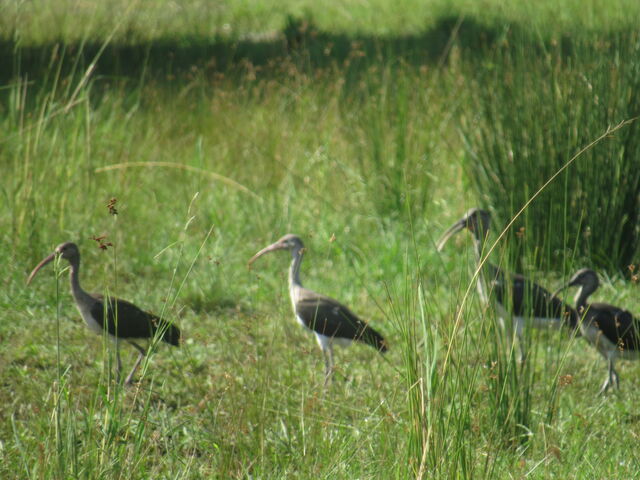 White Ibis