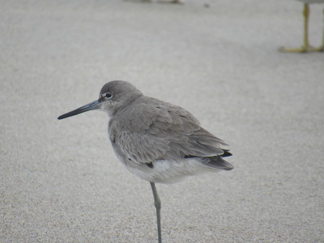 Willet