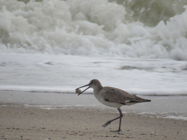 Willet