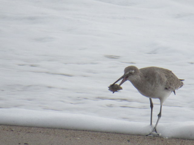 Willet