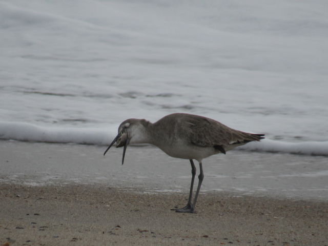 Willet