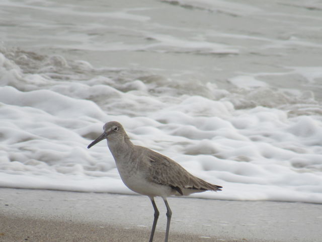 Willet