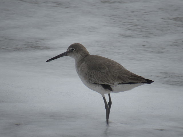 Willet