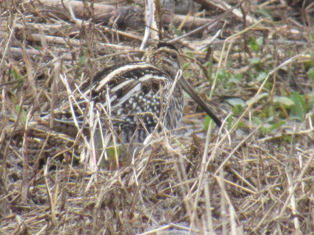 Wilson's Snipe