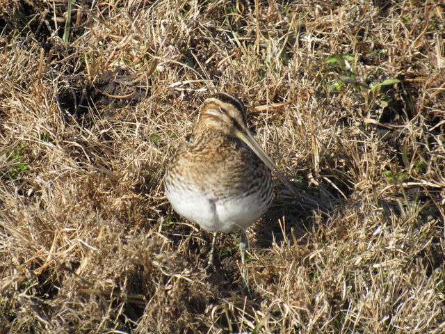 Wilson's Snipe