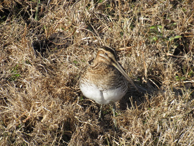 Wilson's Snipe