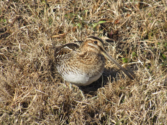 Wilson's Snipe