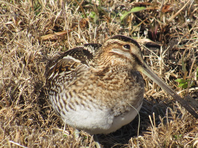 Wilson's Snipe