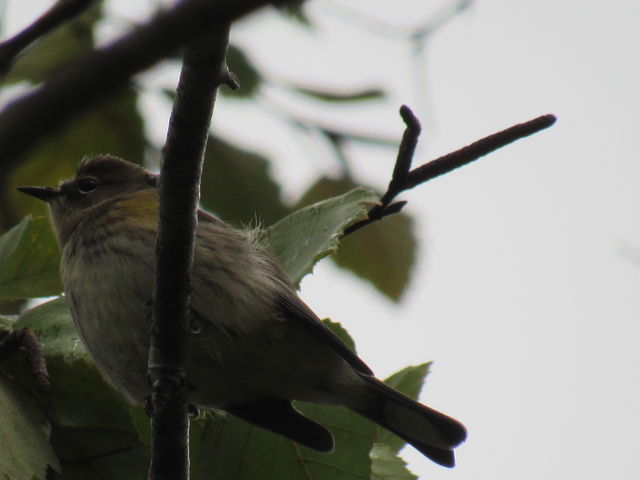 Yellow-rumped Warbler