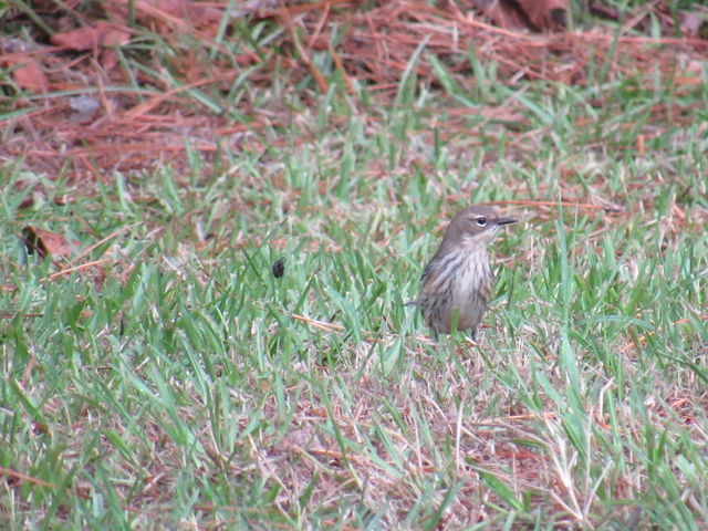 Yellow-rumped Warbler