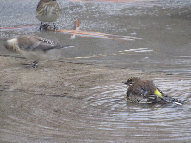 Yellow-rumped Warbler