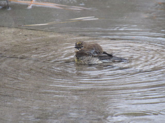 Yellow-rumped Warbler