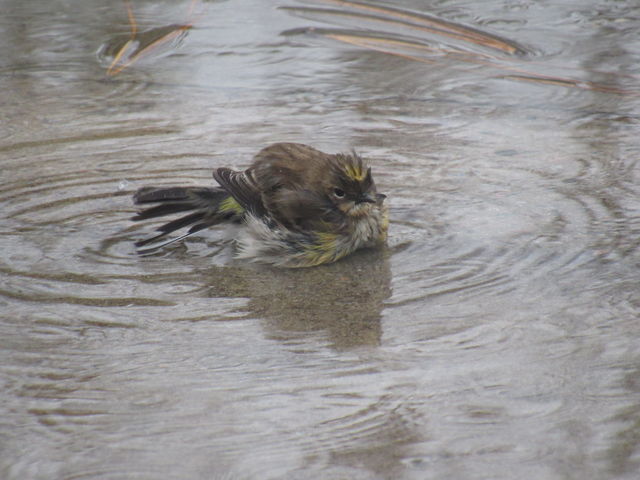 Yellow-rumped Warbler