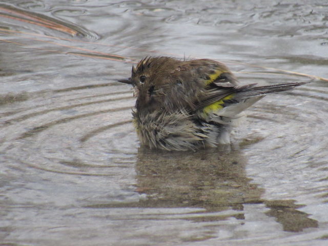 Yellow-rumped Warbler