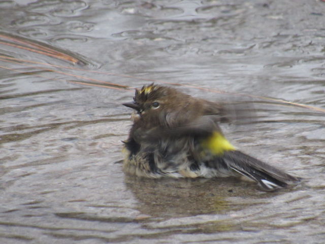 Yellow-rumped Warbler