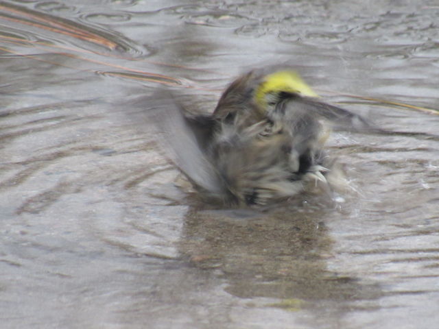 Yellow-rumped Warbler