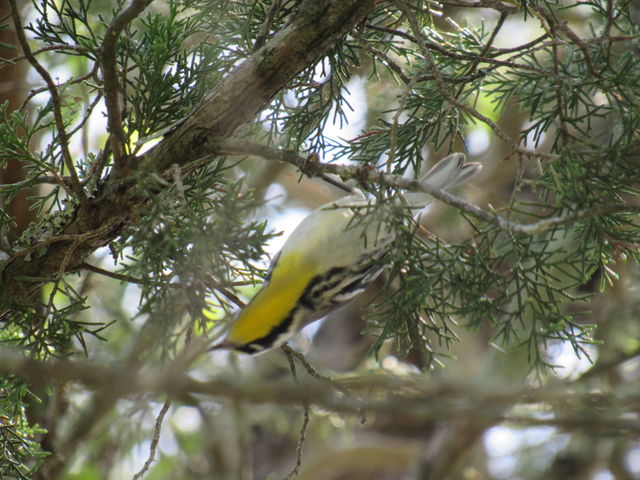 Yellow-throated Warbler