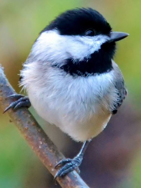 Carolina Chickadee