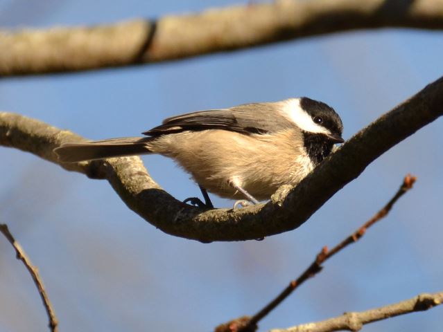 Carolina Chickadee