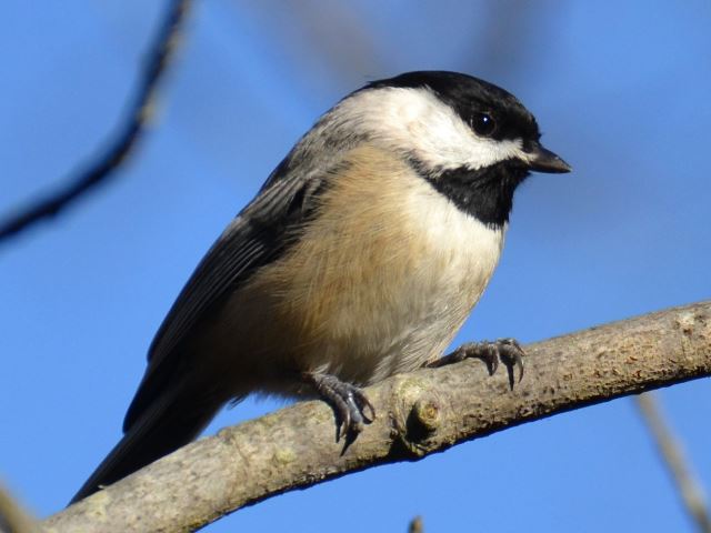 Carolina Chickadee