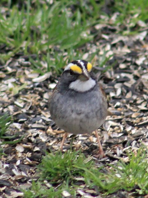 White-throated Sparrow