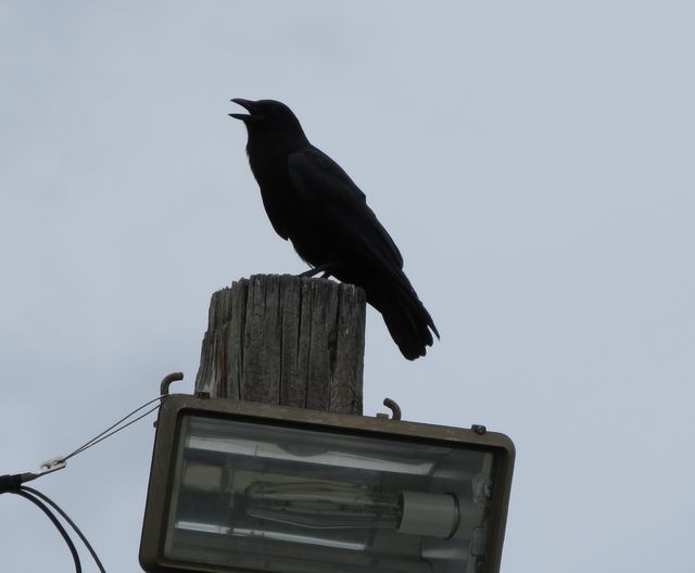 American Crow