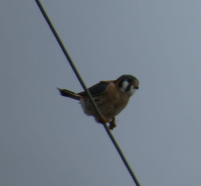 American Kestrel