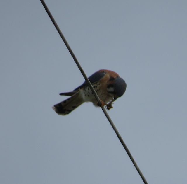 American Kestrel