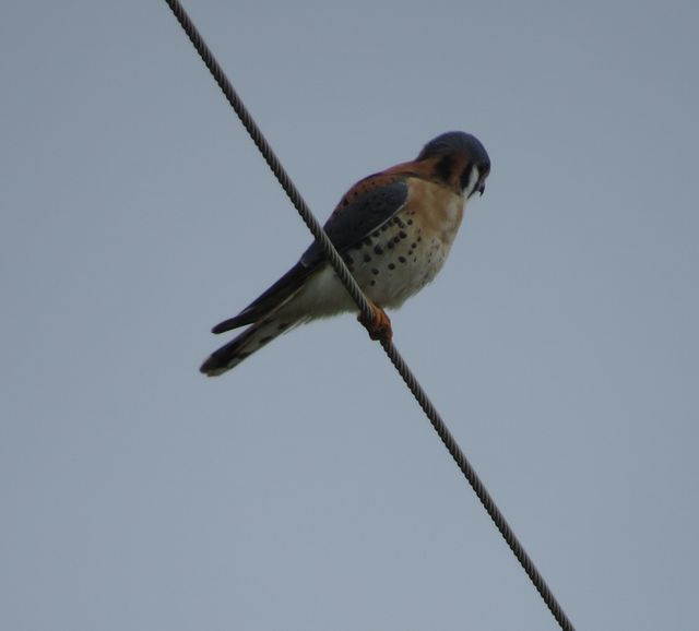 American Kestrel