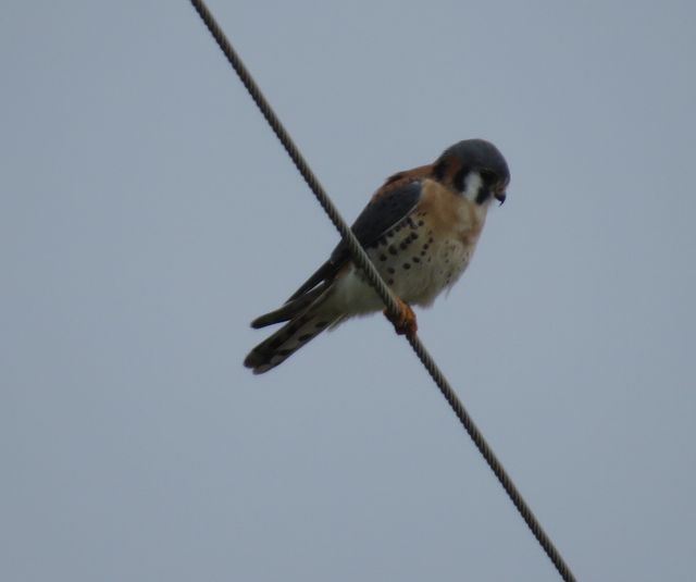 American Kestrel