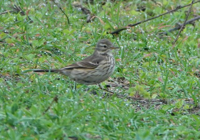 American Pipit