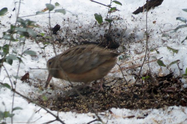 American Woodcock