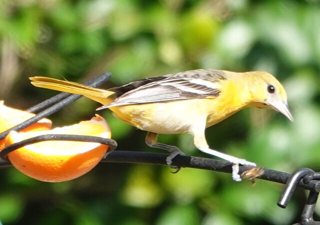 Baltimore Oriole