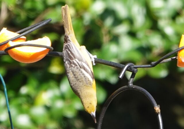 Baltimore Oriole